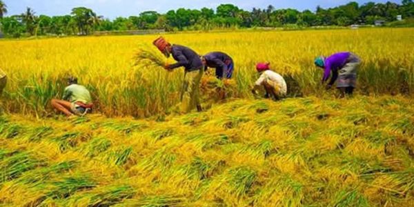 চট্টগ্রাম কৃষি অঞ্চলে ধান আবাদে আগ্রহ বাড়ছে  